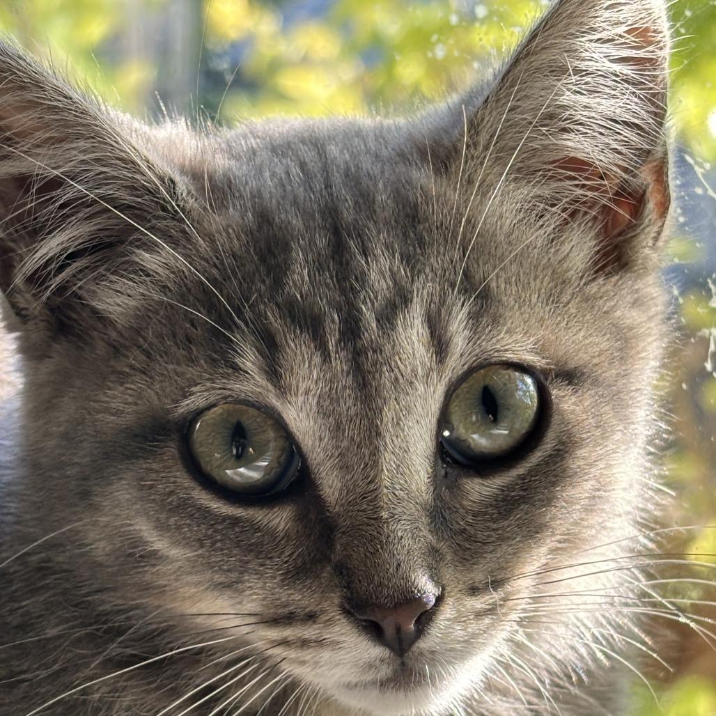 Enlarge Luna, a Adoptable Domestic Short Hair in Pleasanton, CA image 2/4