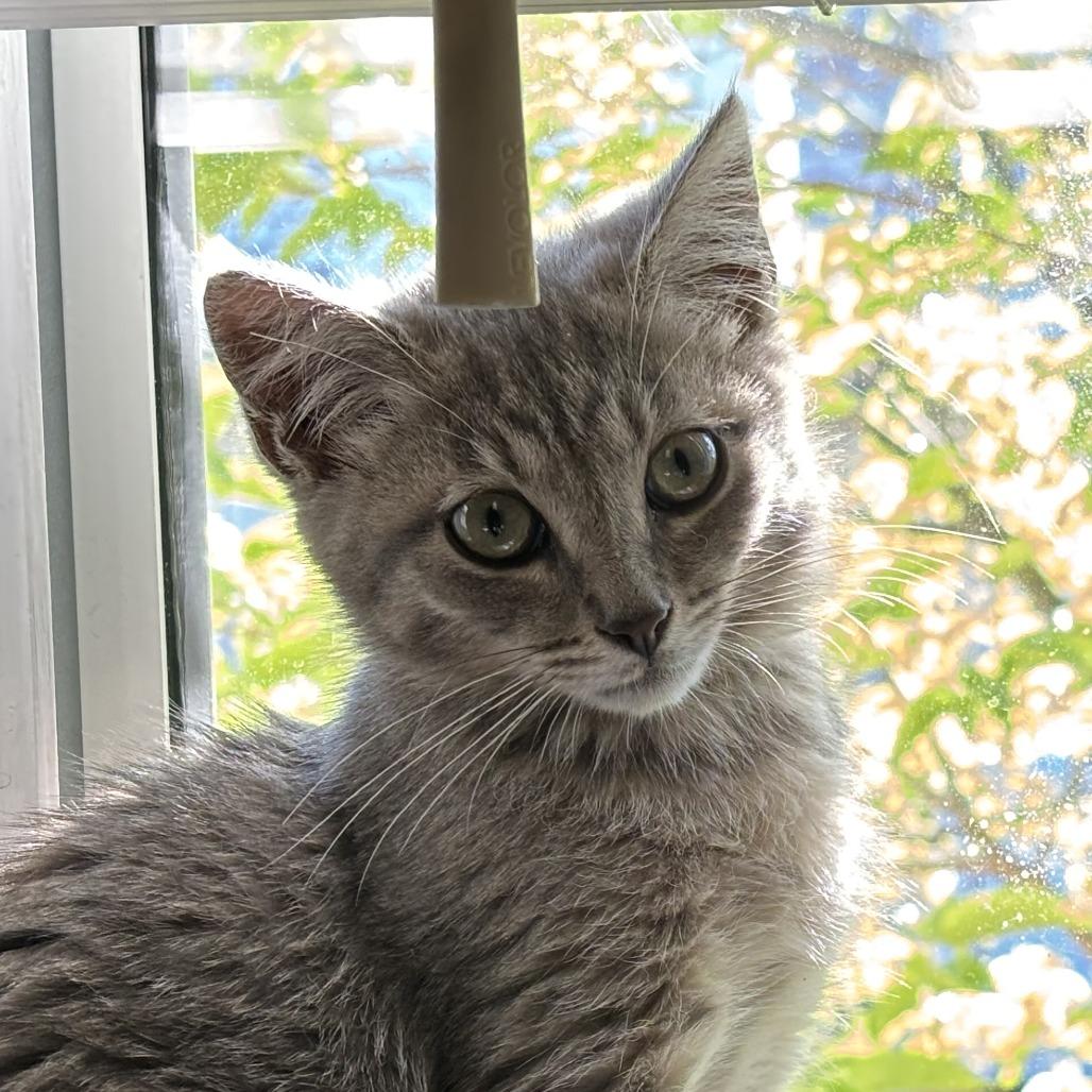 Enlarge Luna, a Adoptable Domestic Short Hair in Pleasanton, CA image 3/4