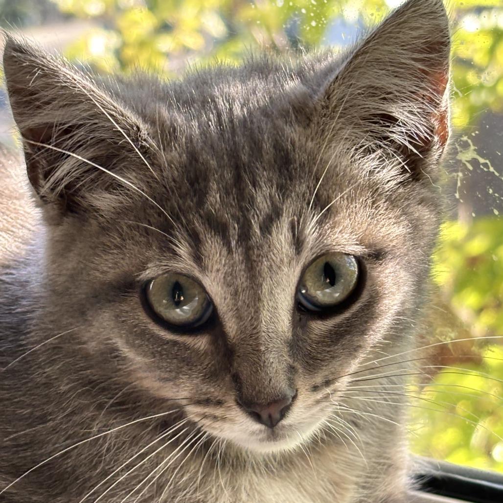 Enlarge Luna, a Adoptable Domestic Short Hair in Pleasanton, CA image 4/4