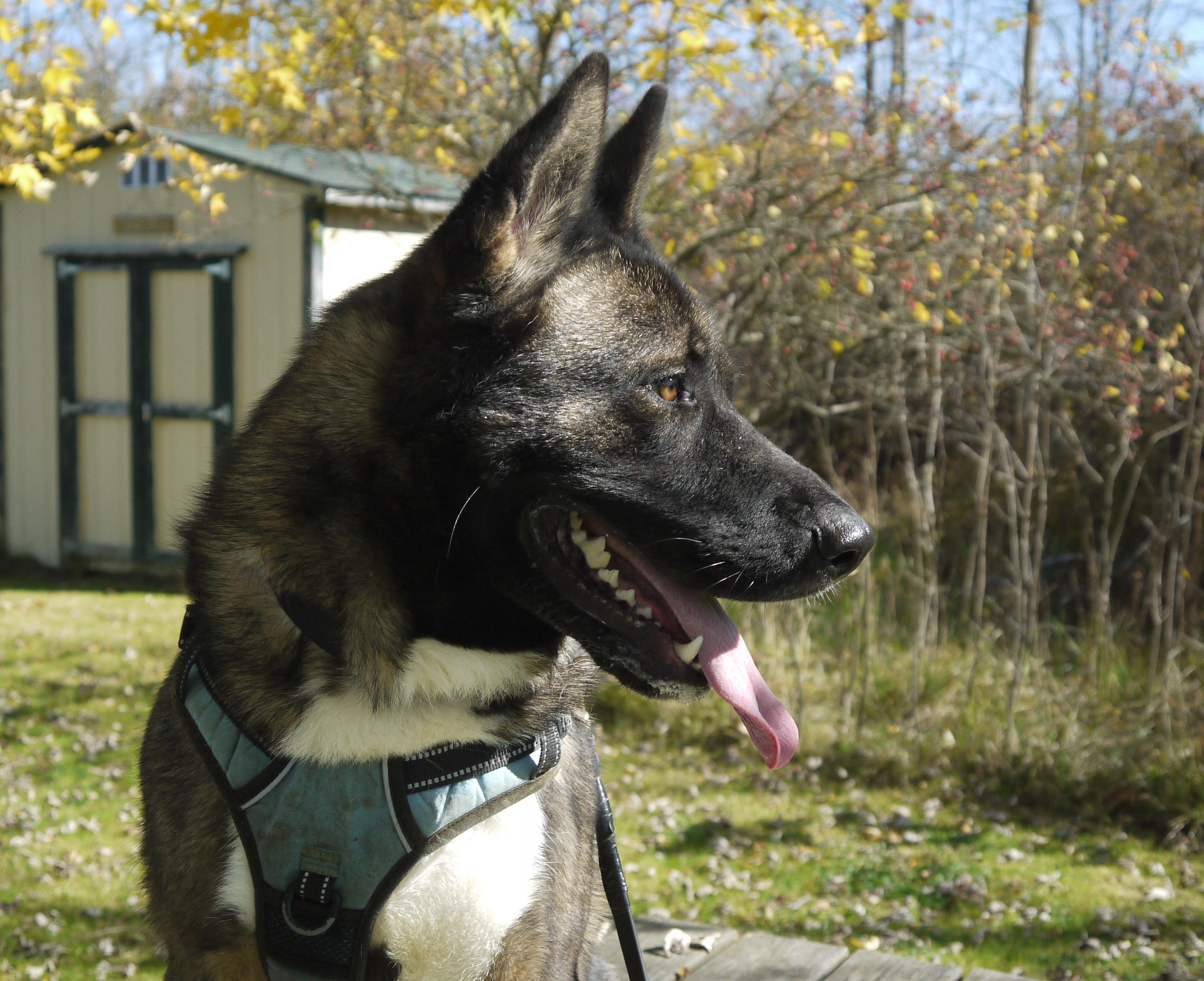Gypsy, Adoptable, Young Female Akita.