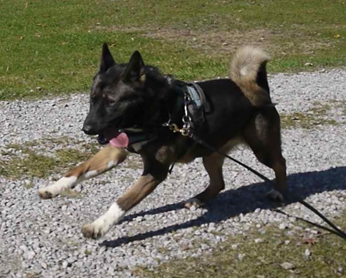 Enlarge Gypsy, a Adoptable Akita in Chardon, OH image 2/6