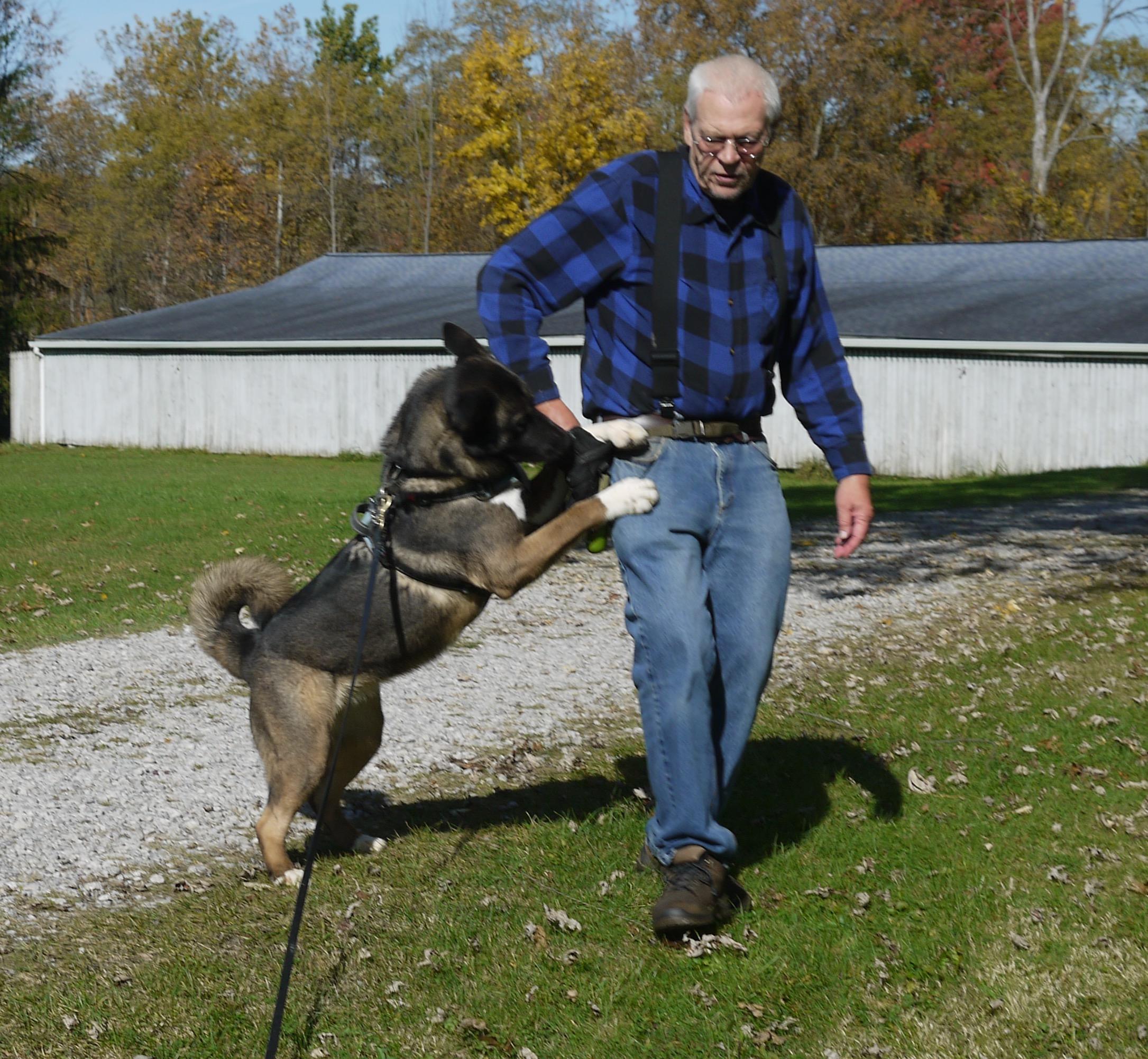 Enlarge Gypsy, a Adoptable Akita in Chardon, OH image 3/6