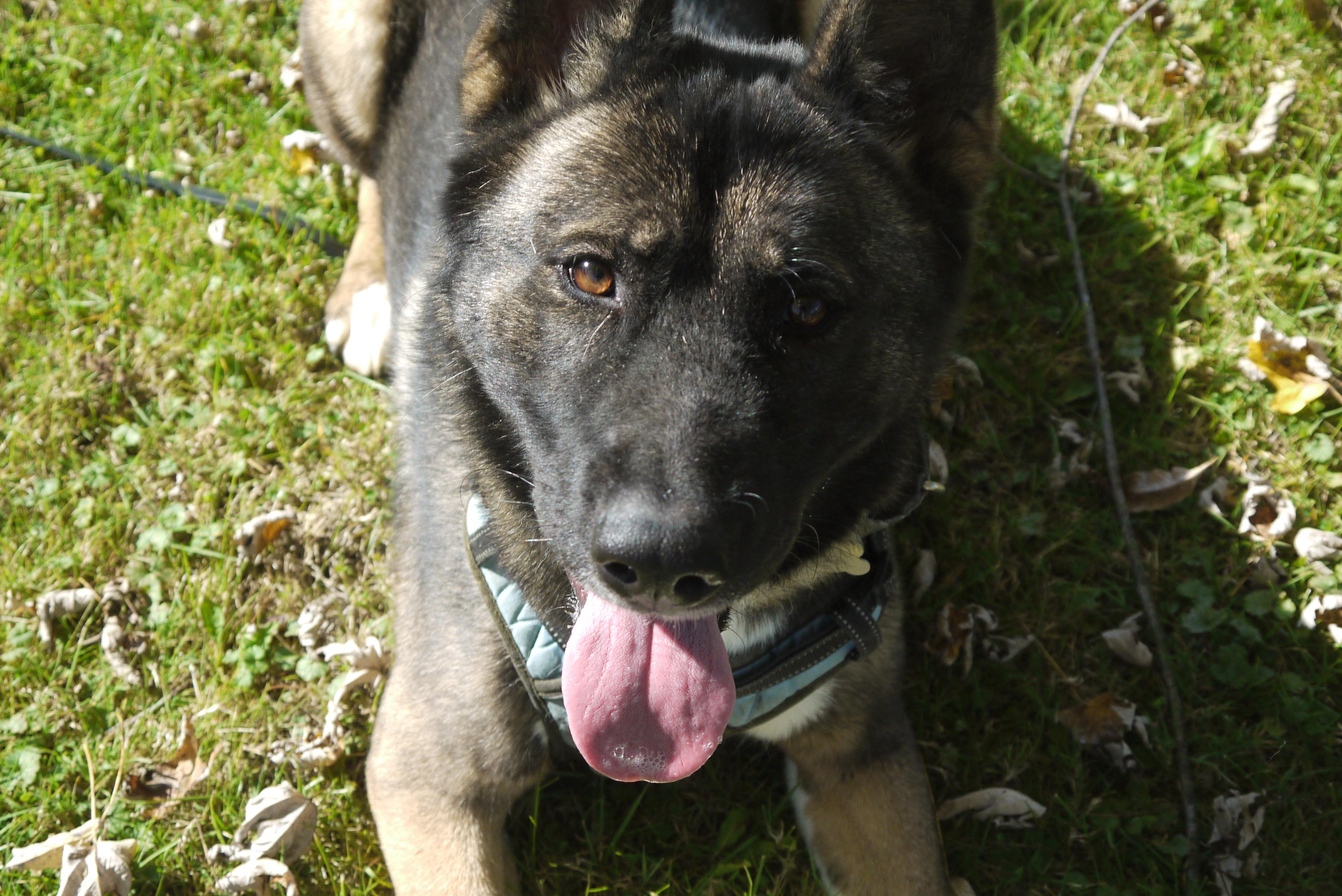 Enlarge Gypsy, a Adoptable Akita in Chardon, OH image 4/6