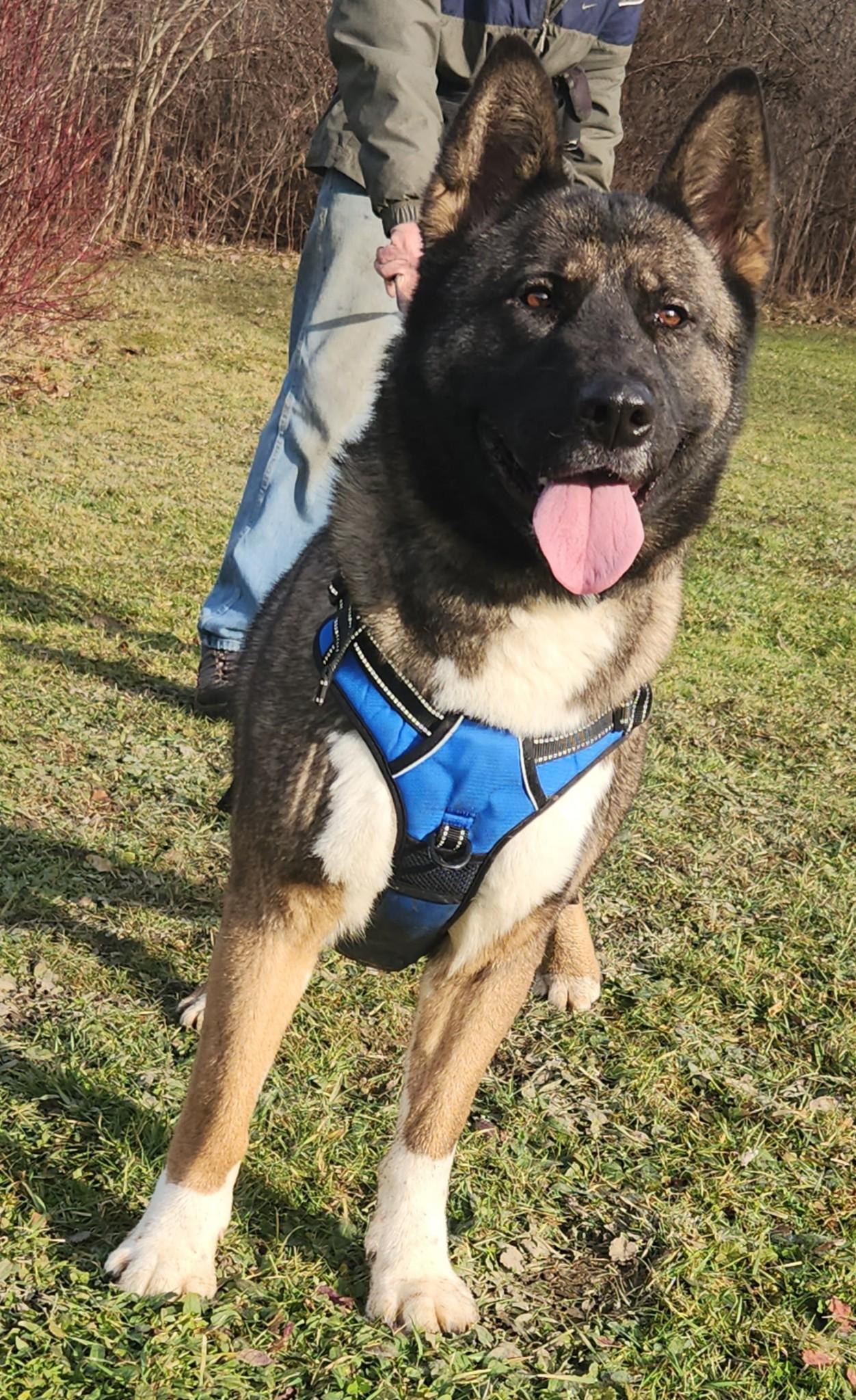 Enlarge Gypsy, a Adoptable Akita in Chardon, OH image 5/6