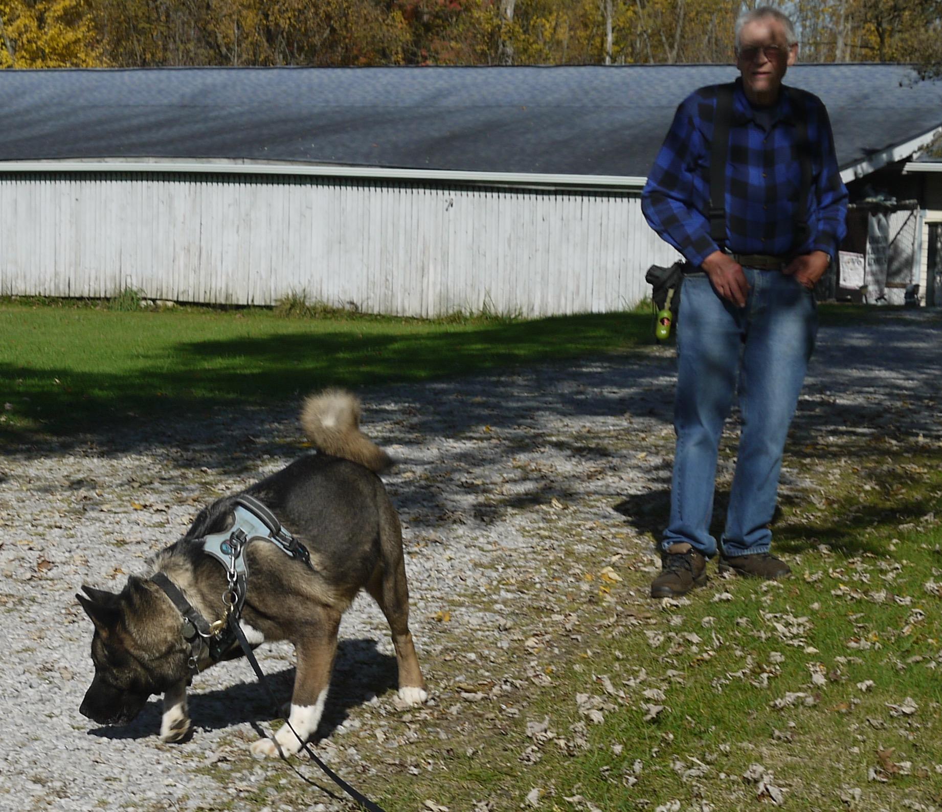 Enlarge Gypsy, a Adoptable Akita in Chardon, OH image 6/6