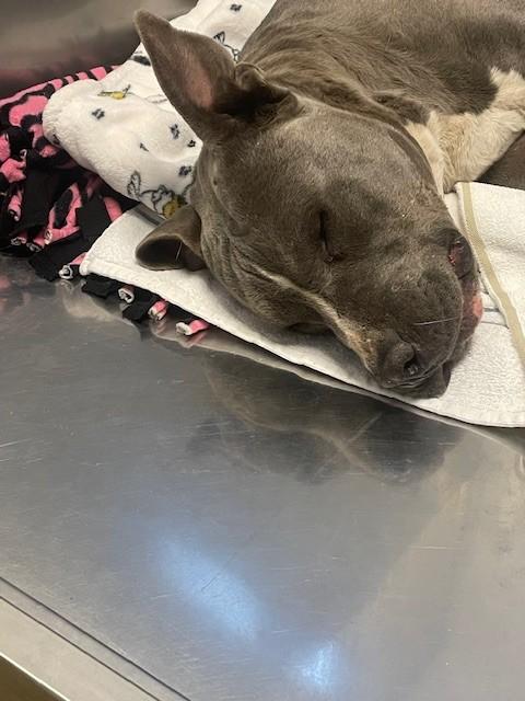 TANK, Adoptable, Adult Male Mixed Breed.