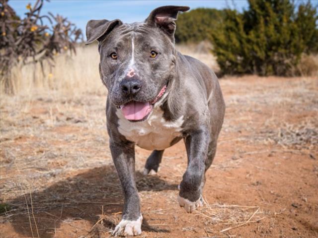 TANK, Adoptable, Adult Male Mixed Breed.