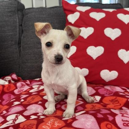 Donald, adopted, Puppy Male Chihuahua & Mixed Breed.