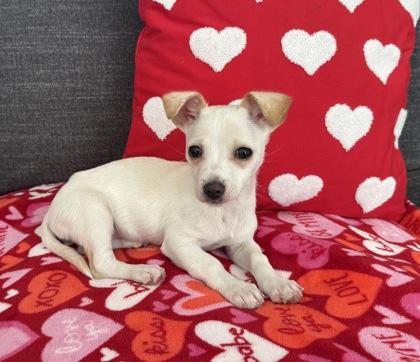 Enlarge Donald, an adopted mixed breed in Cumming, GA image 2/3