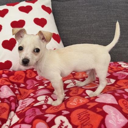 Enlarge Donald, an adopted mixed breed in Cumming, GA image 3/3