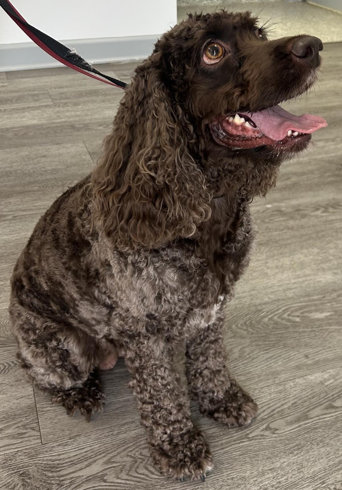 Kennedy, Adoptable, Adult Female Cocker Spaniel.