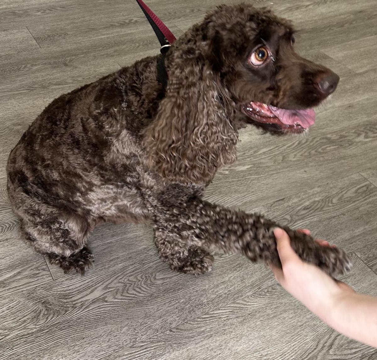 Enlarge Kennedy, a Adoptable Cocker Spaniel in Westminster, MD image 2/3