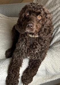 Enlarge Kennedy, a Adoptable Cocker Spaniel in Westminster, MD image 3/3