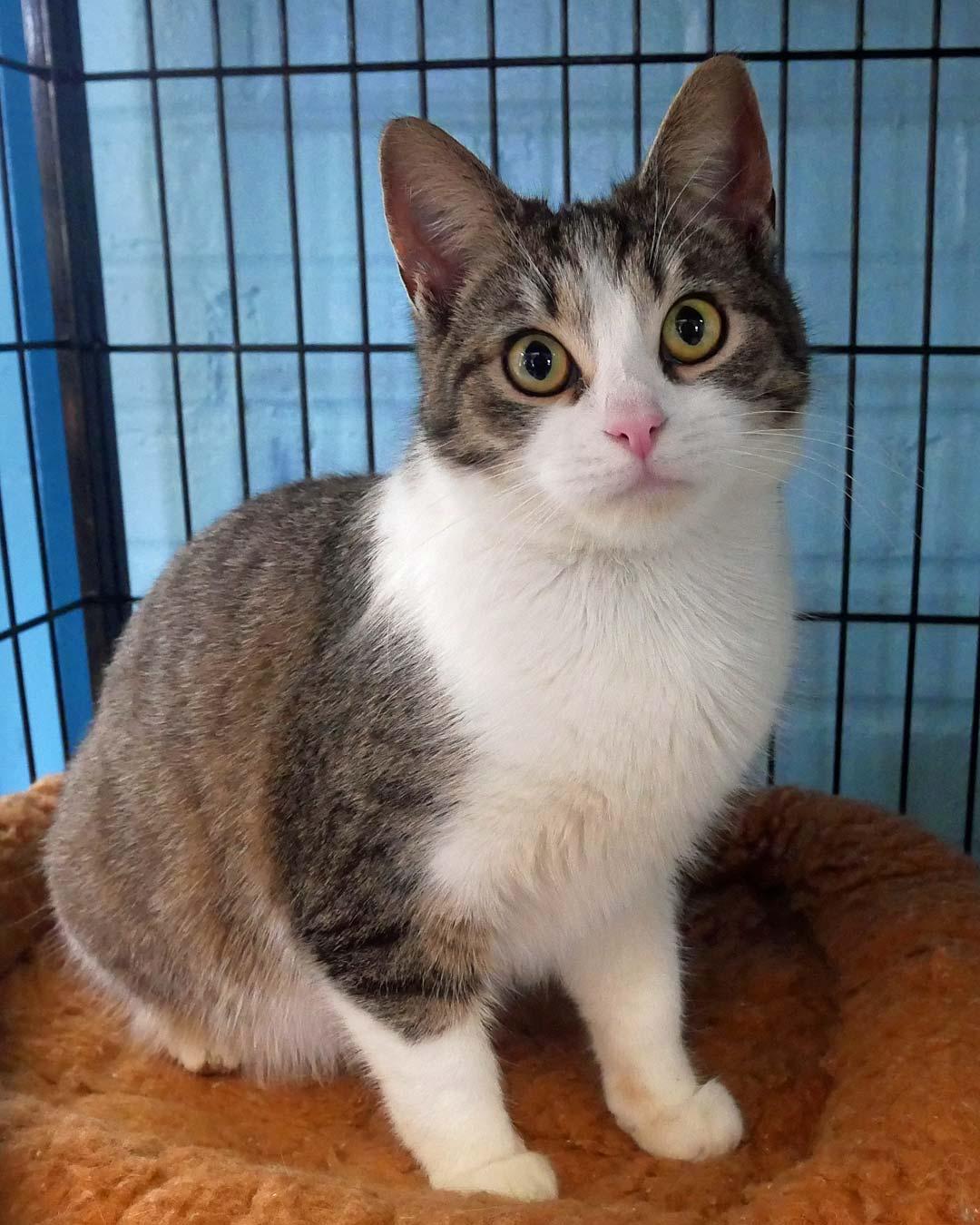 Enlarge Peaches, a ADOPTABLE mixed breed in Bloomingdale, NJ image 3/3