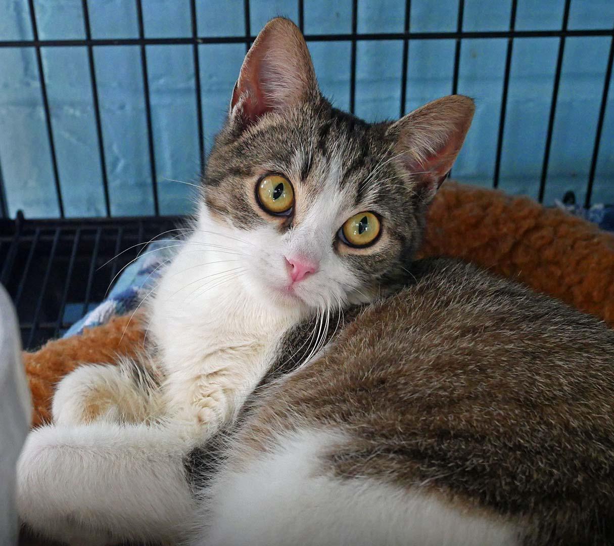 Enlarge Peaches, a ADOPTABLE mixed breed in Bloomingdale, NJ image 2/3