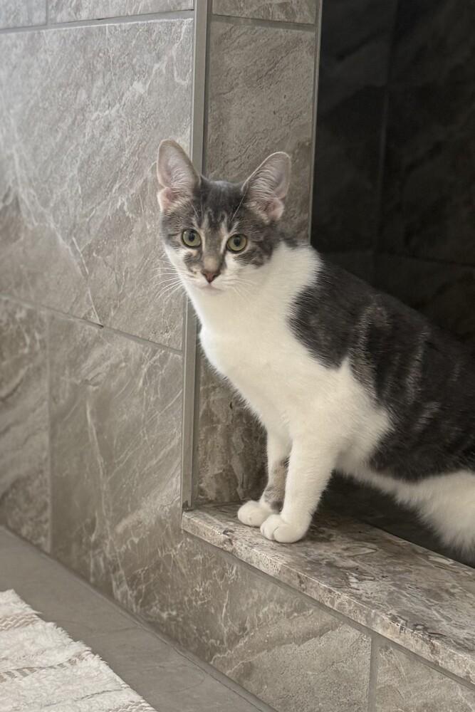 Enlarge Josie (25-173 C), a Adoptable Domestic Short Hair in Lansing, MI image 1/6