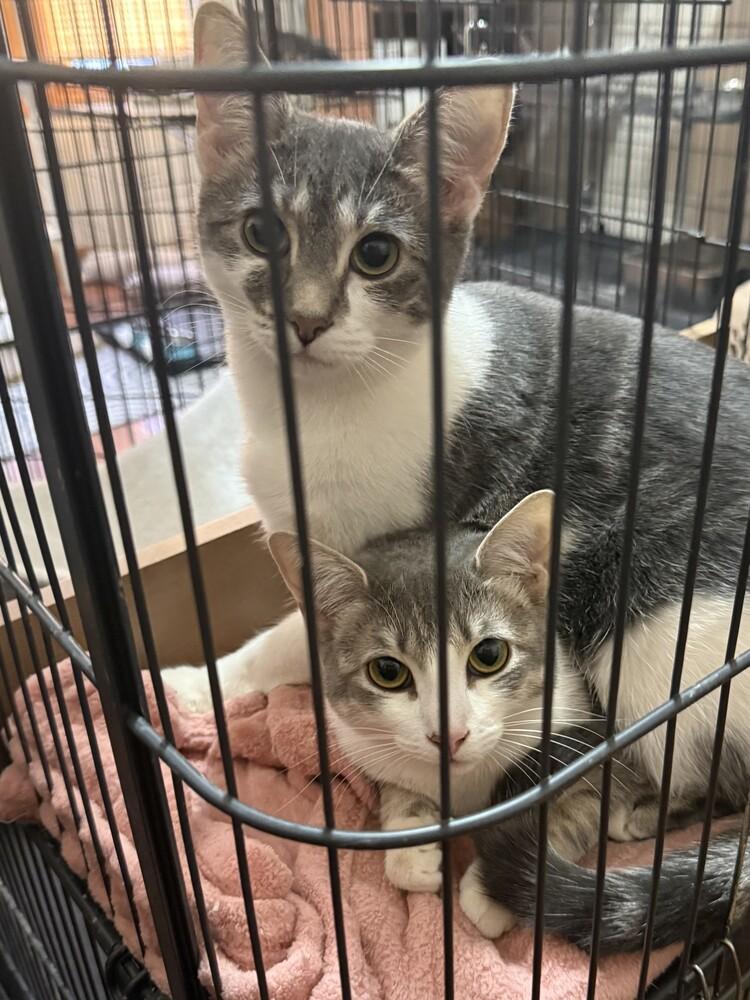 Enlarge Josie (25-173 C), a Adoptable Domestic Short Hair in Lansing, MI image 3/6