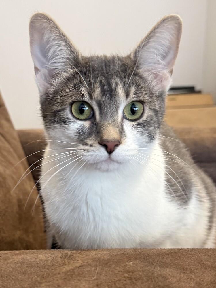 Enlarge Josie (25-173 C), a Adoptable Domestic Short Hair in Lansing, MI image 4/6