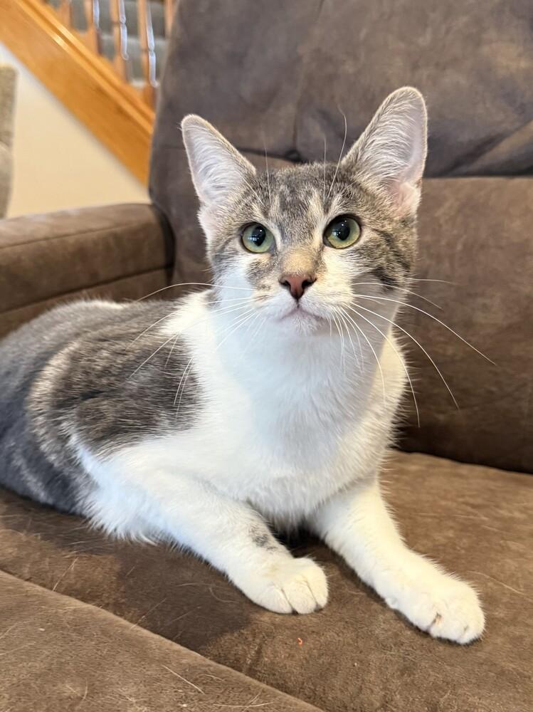 Enlarge Josie (25-173 C), a Adoptable Domestic Short Hair in Lansing, MI image 5/6