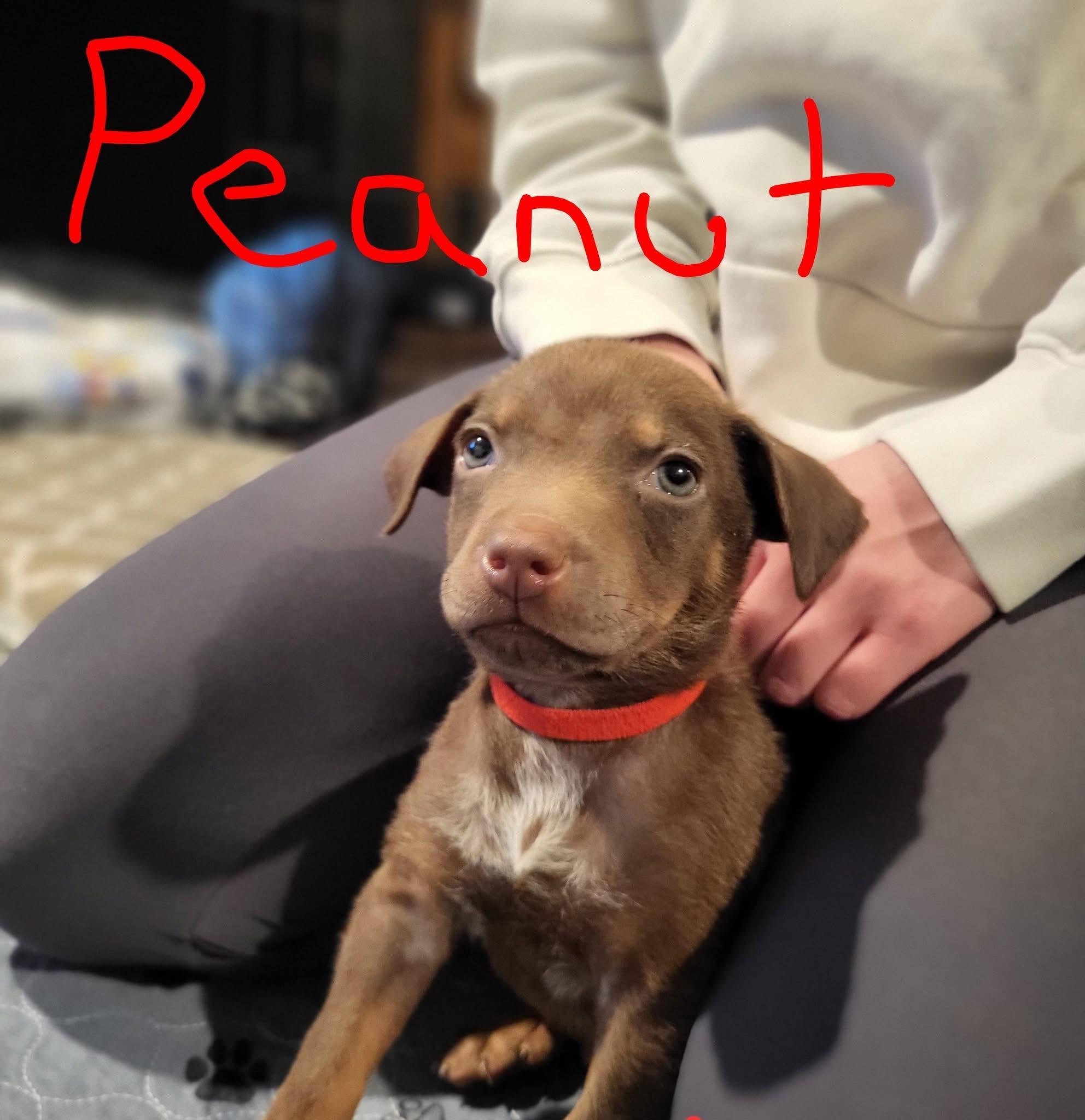 Enlarge Peanut, a Adoptable mixed breed in Berlin, NJ image 1/3