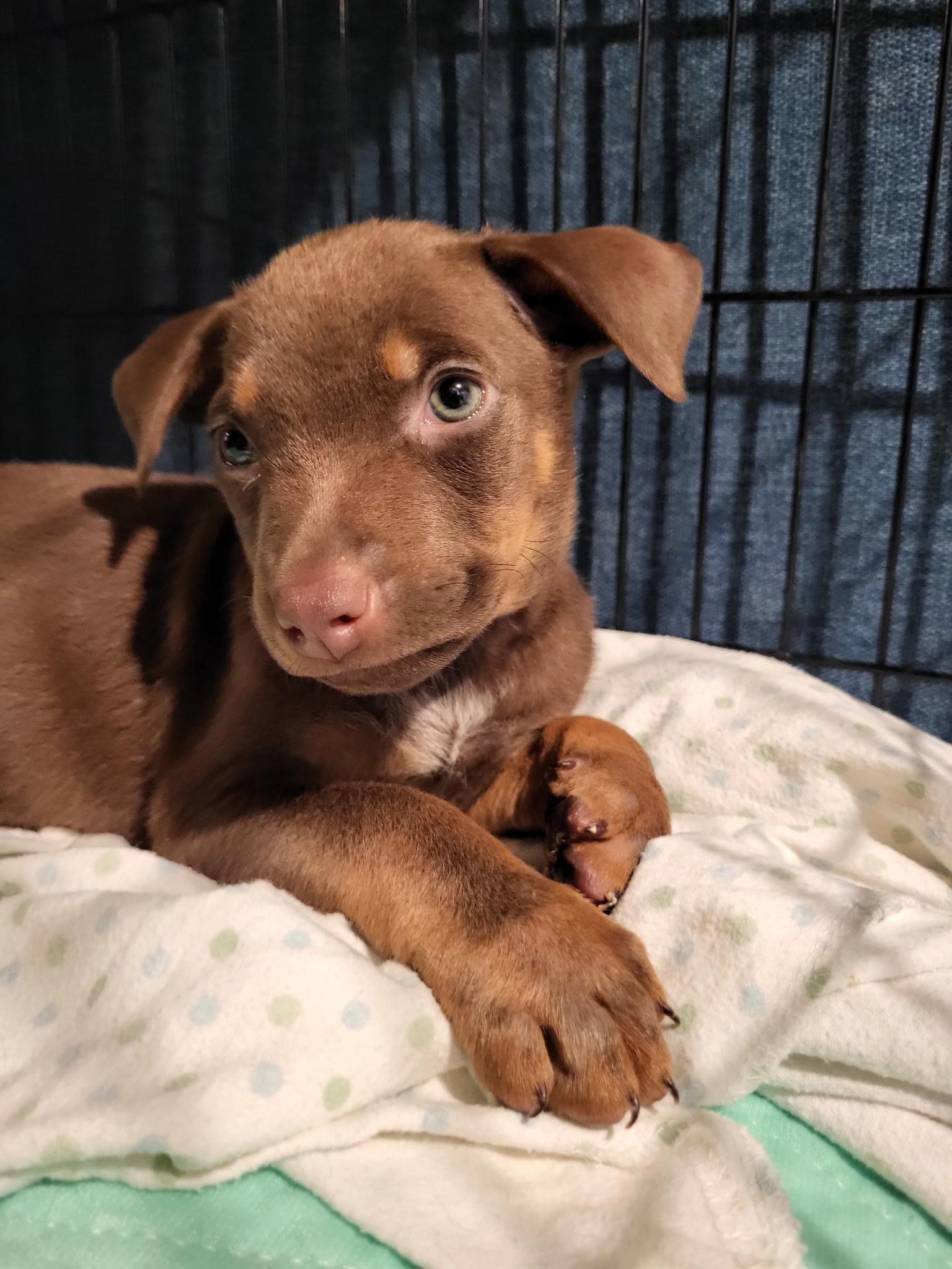 Enlarge Peanut, a Adoptable mixed breed in Berlin, NJ image 2/3