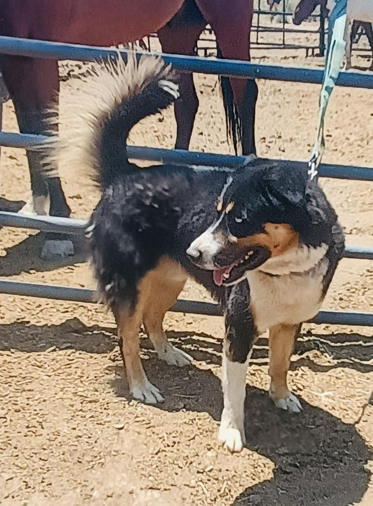 Odin