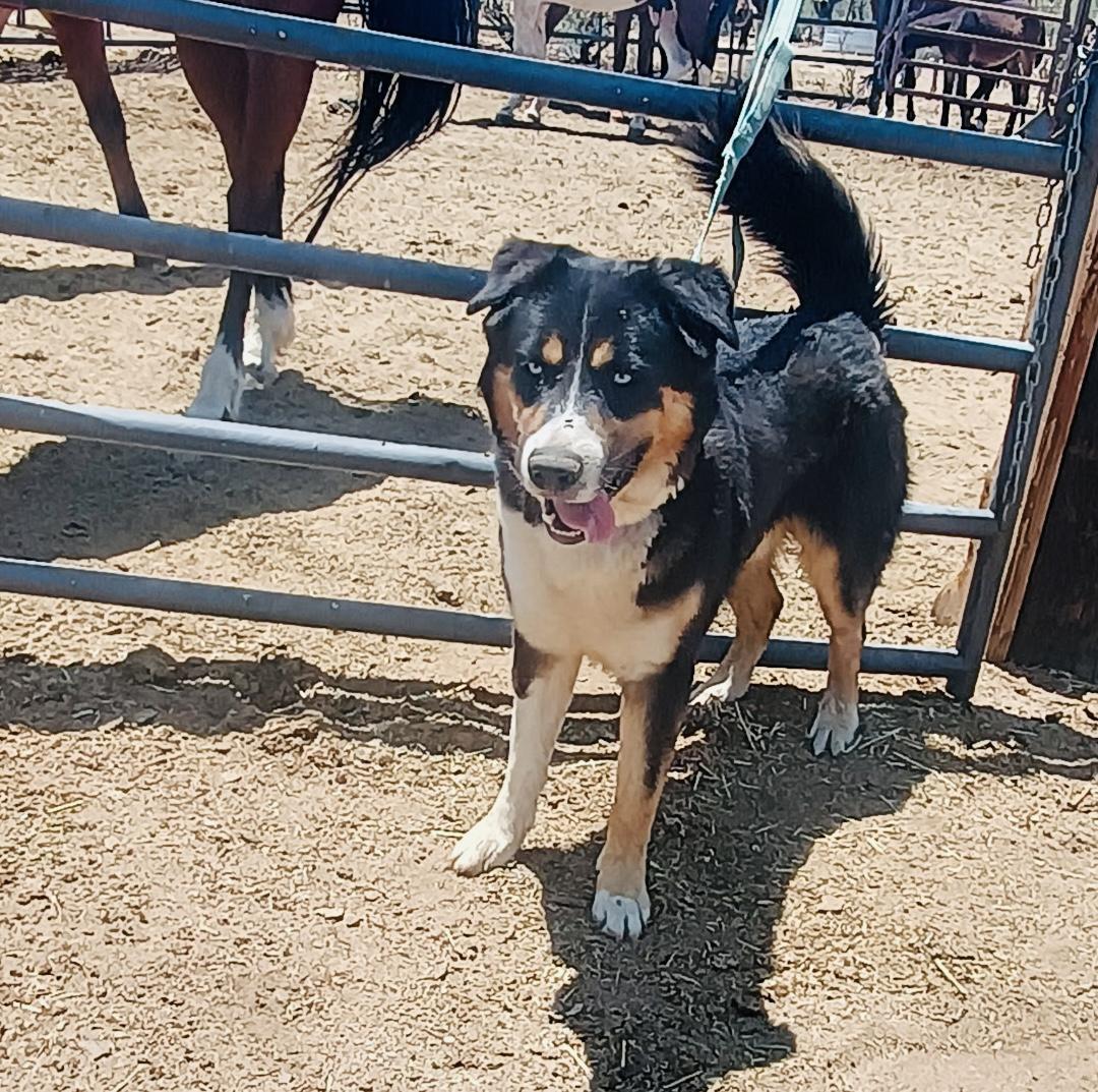 Odin