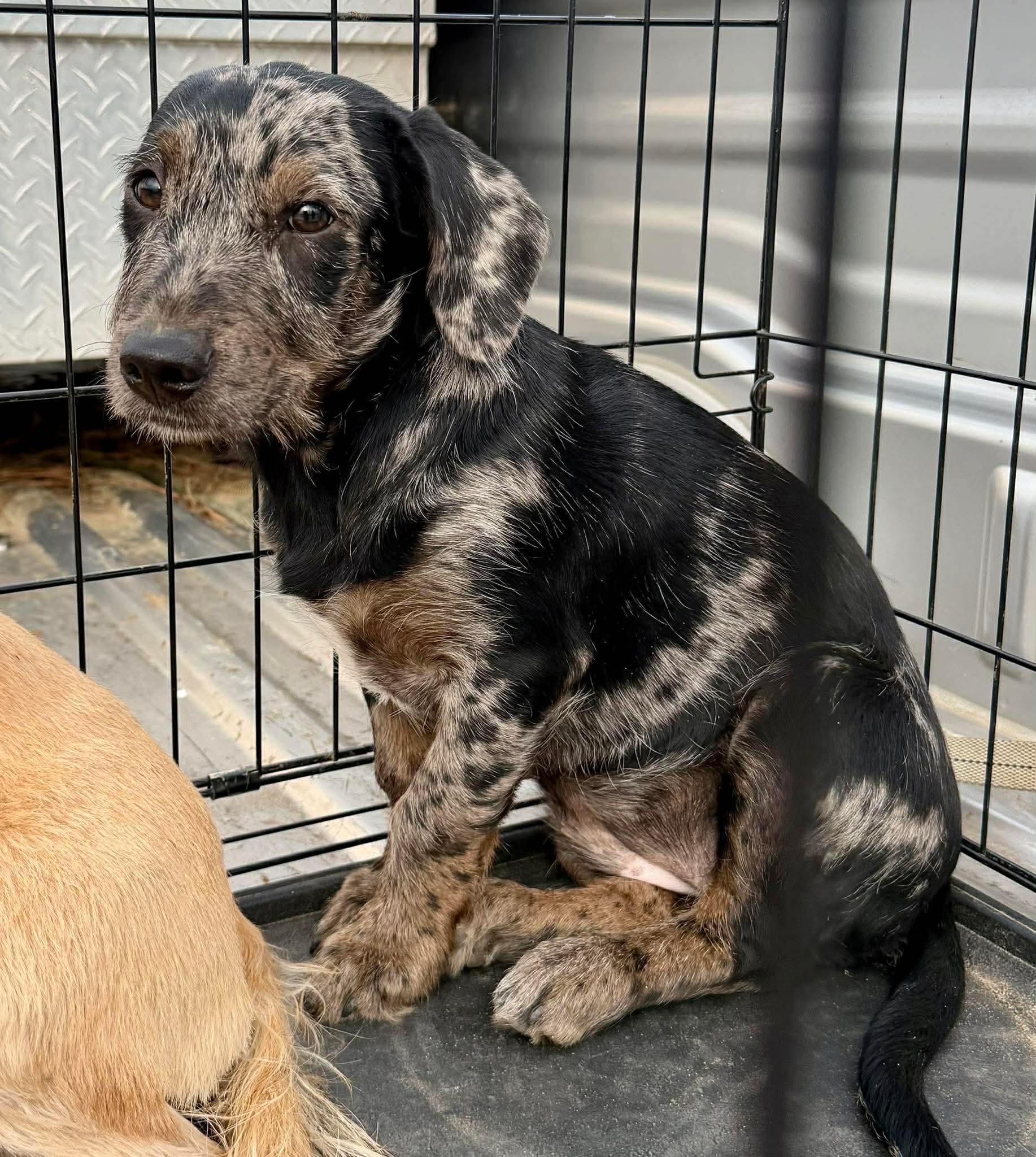 Saba, Adopted, Puppy Female Miniature Poodle & Catahoula Leopard Dog.