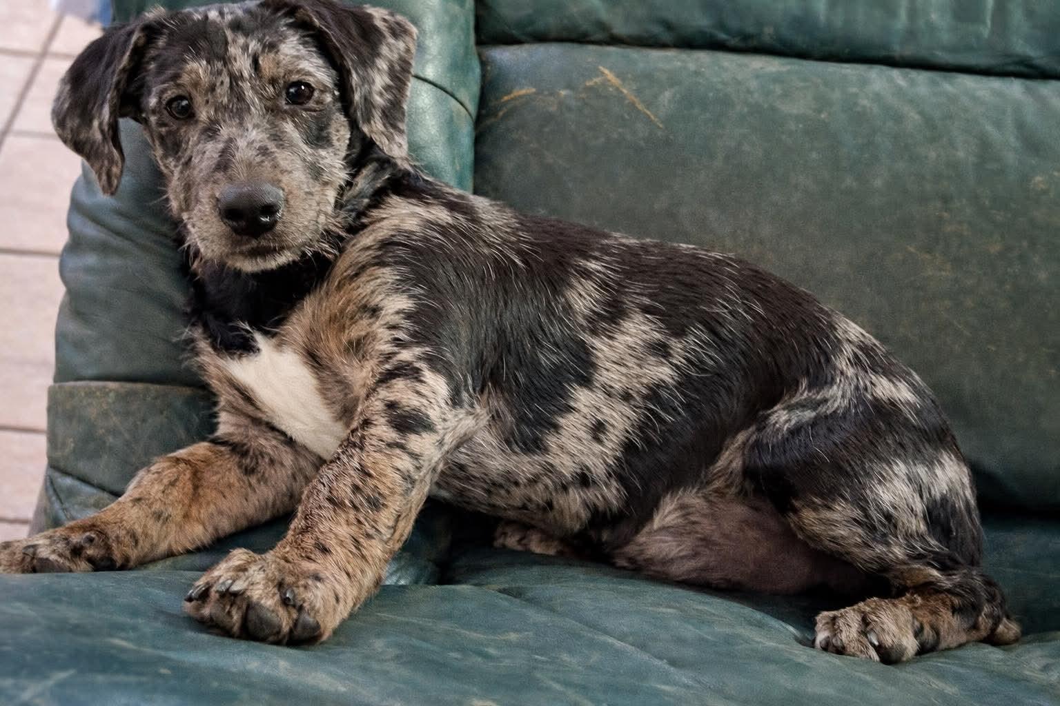 Saba, a Adopted mixed breed in New Baltimore, MI image 2/2