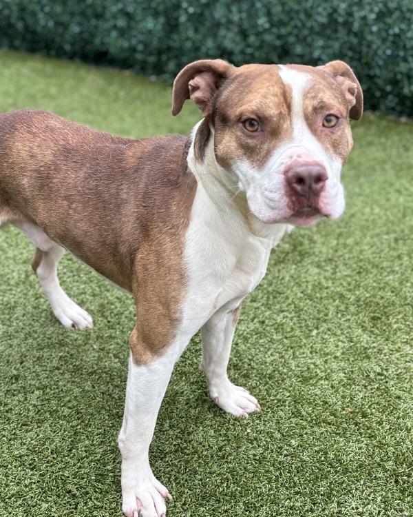 Dice, Adoptable, Young Male Pit Bull Terrier.