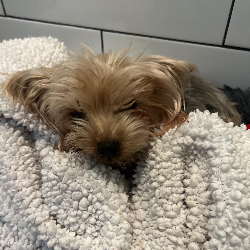 Enlarge Ellie/ Parker, a Adoptable Yorkshire Terrier in New Orleans, LA image 1/1