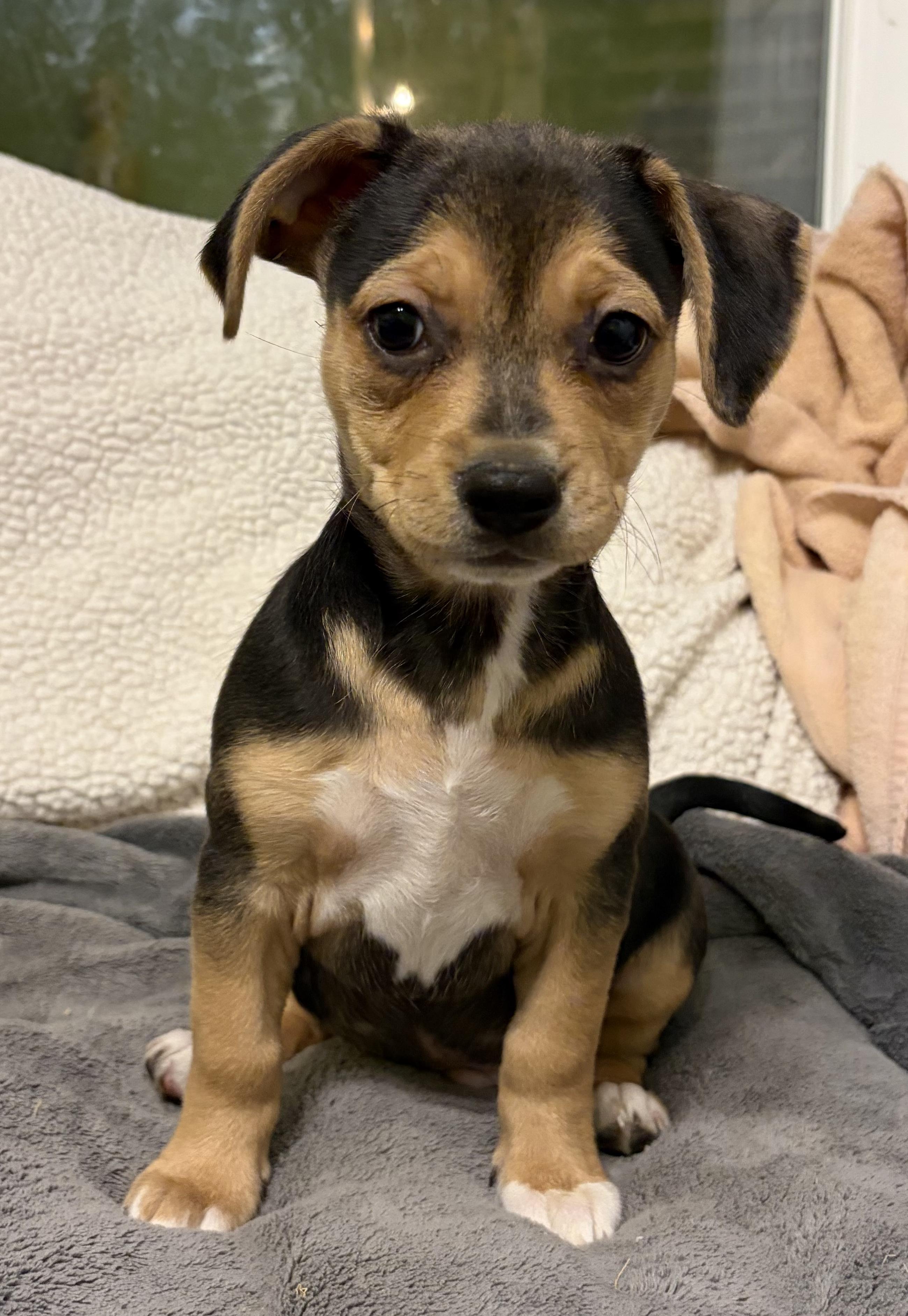 Enlarge River, a ADOPTABLE mixed breed in Penryn, CA image 3/3