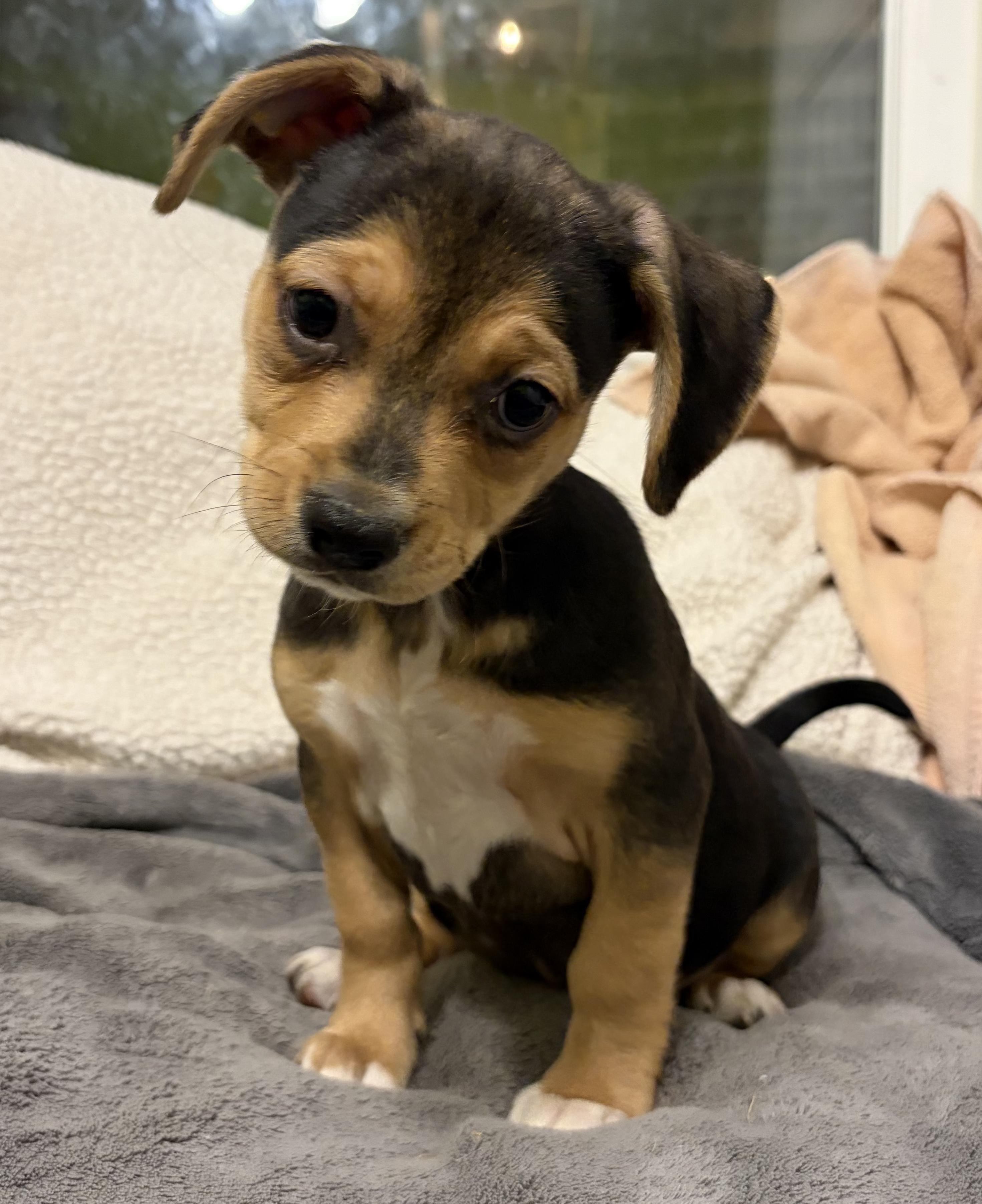 Enlarge River, a ADOPTABLE mixed breed in Penryn, CA image 2/3