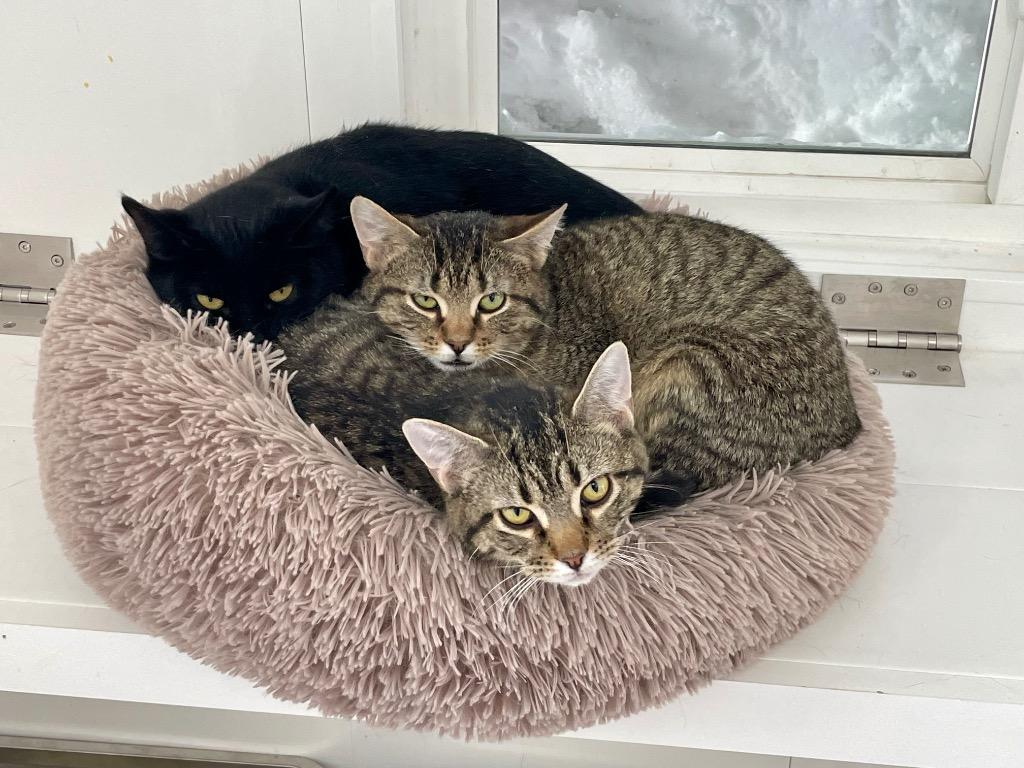 Tyra, Adoptable, Young Female Domestic Short Hair.