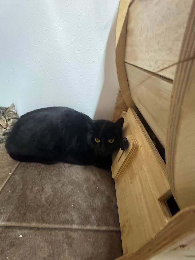 Enlarge Tyra, a Adoptable mixed breed in Glenfield, NY image 2/4