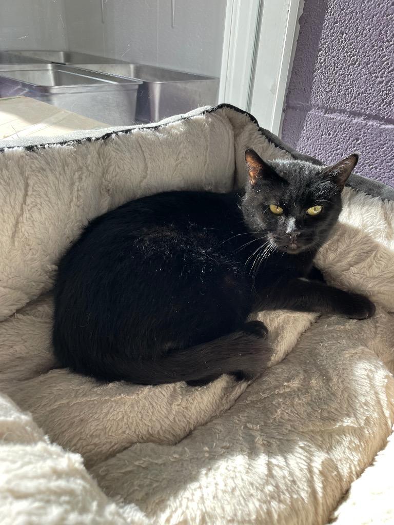 Enlarge Tyra, a Adoptable mixed breed in Glenfield, NY image 4/4