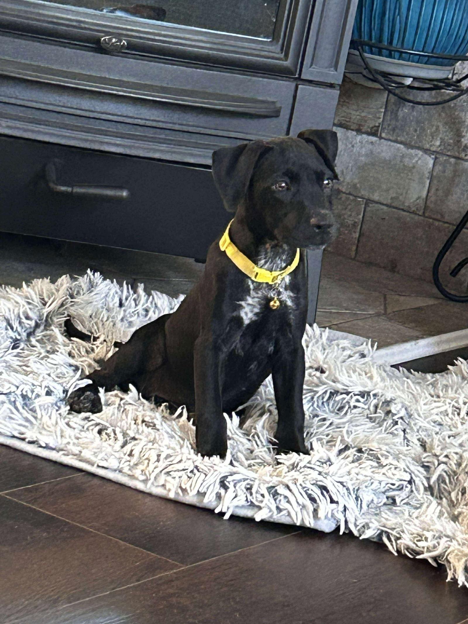 JULIE, Adoptable, Young Female Labrador Retriever.