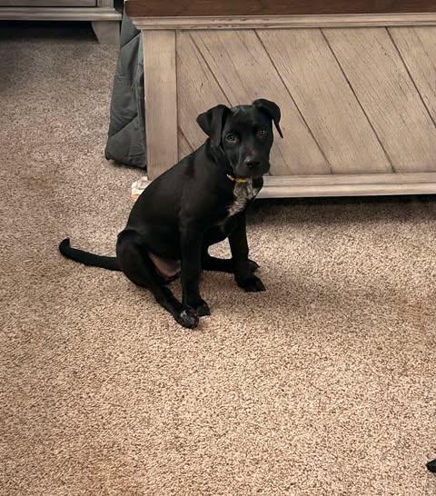 Enlarge JULIE, a Adoptable Labrador Retriever in Pomfret Center, CT image 2/3