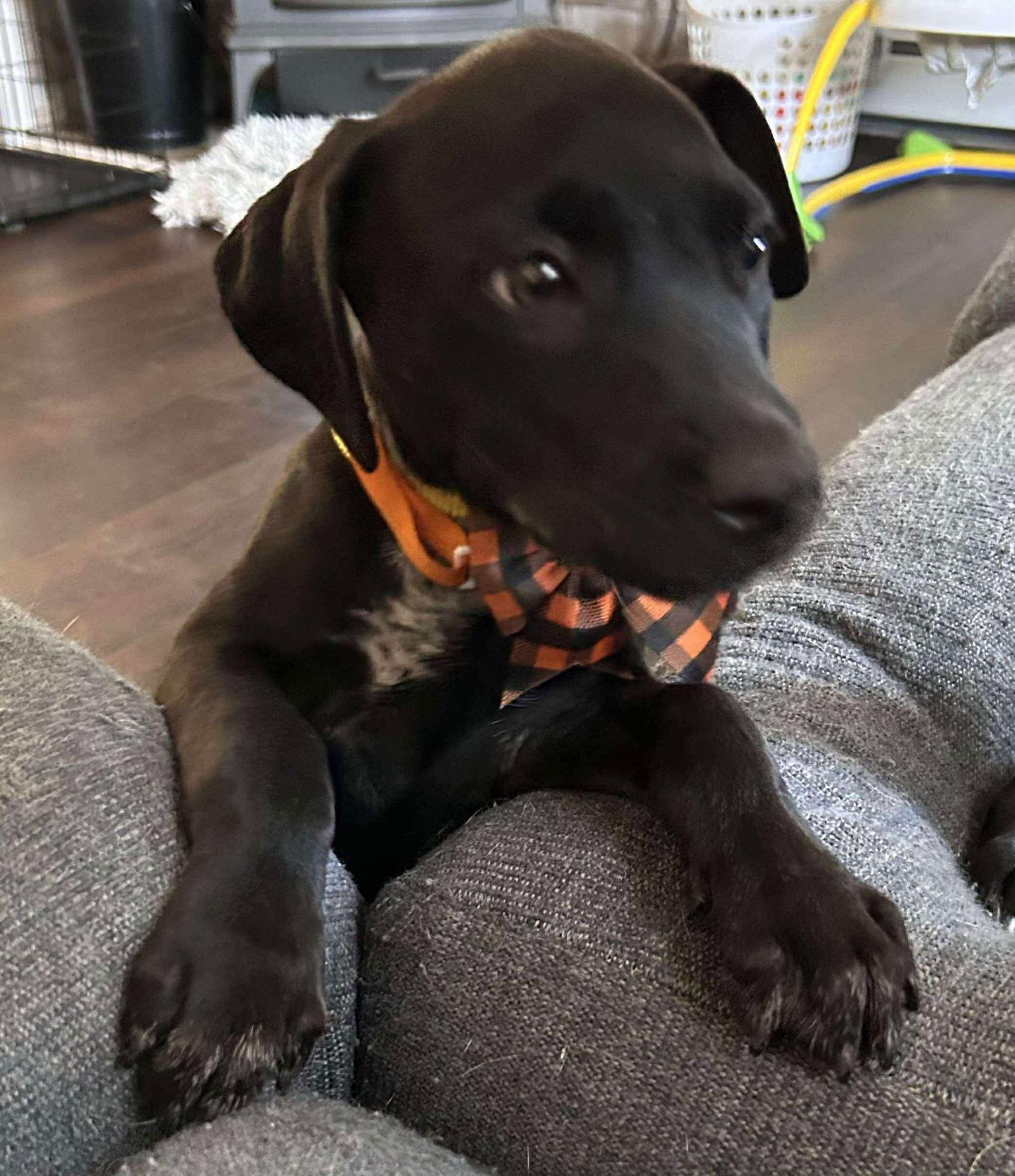 Enlarge JULIE, a Adoptable Labrador Retriever in Pomfret Center, CT image 3/3