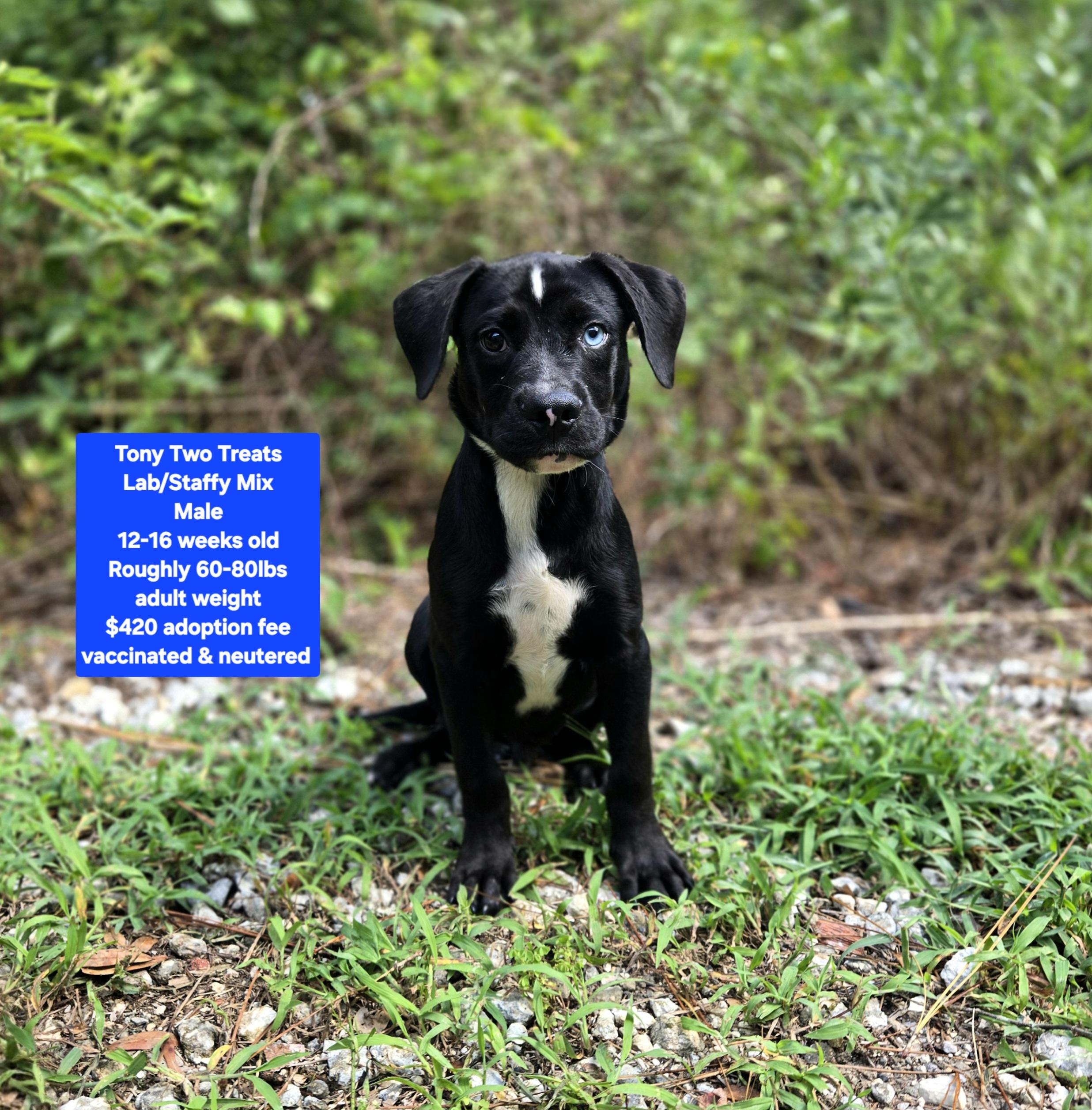 Tony Two Treats, ADOPTABLE, Puppy Male Labrador Retriever & Staffordshire Bull Terrier.