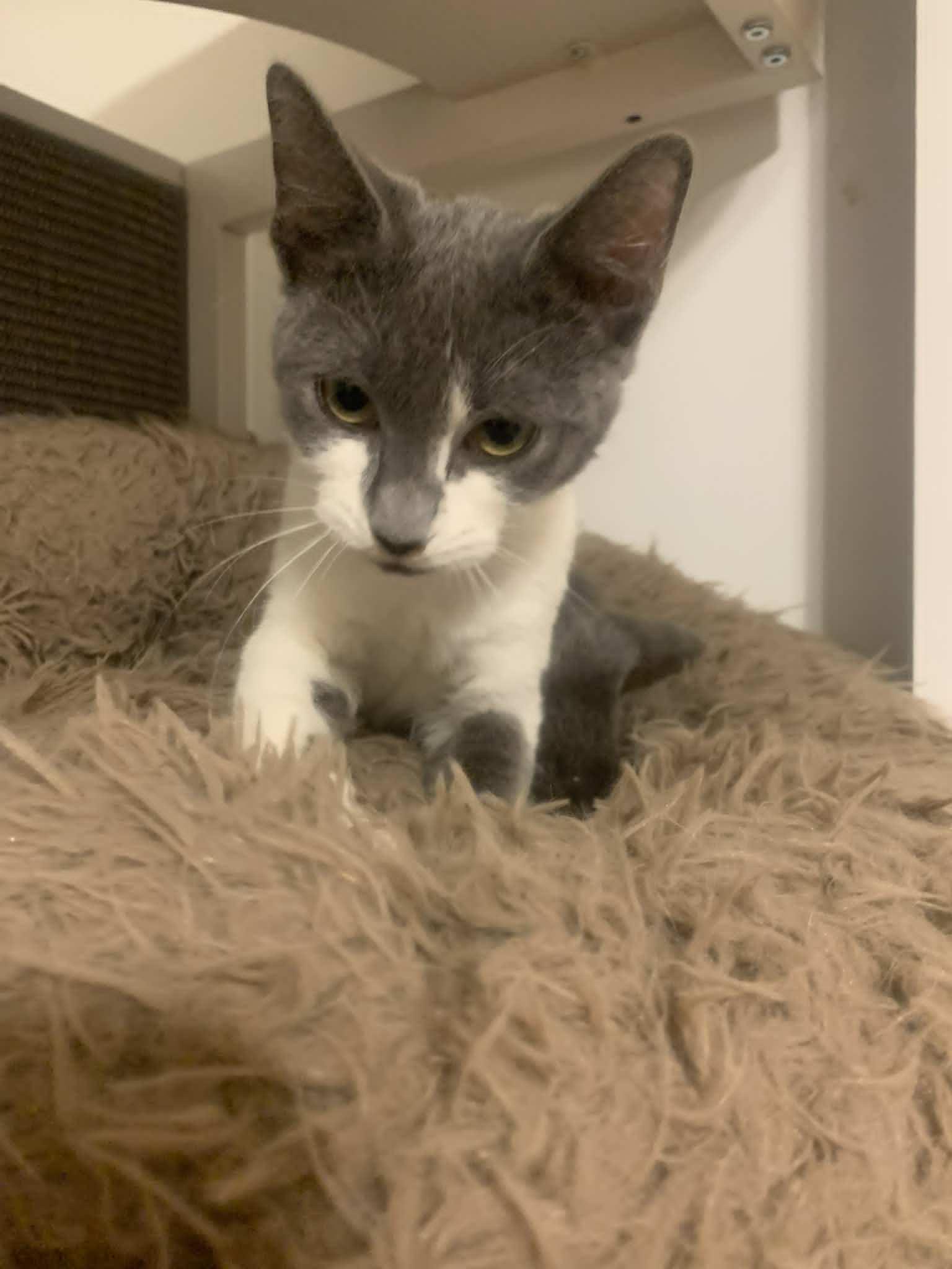 Forest Bloom, a Adopted Domestic Short Hair in Fredericksburg, VA image 1/6