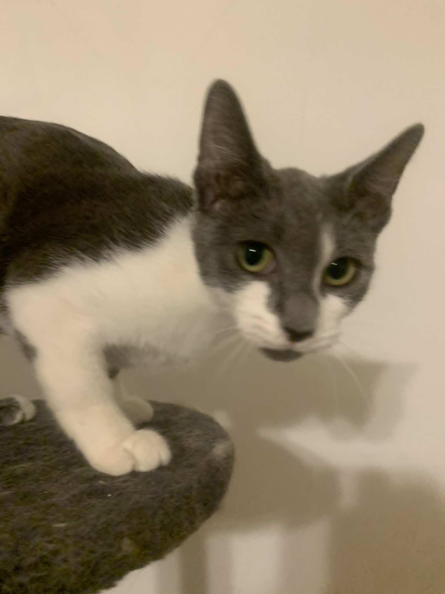 Forest Bloom, a Adopted Domestic Short Hair in Fredericksburg, VA image 2/6