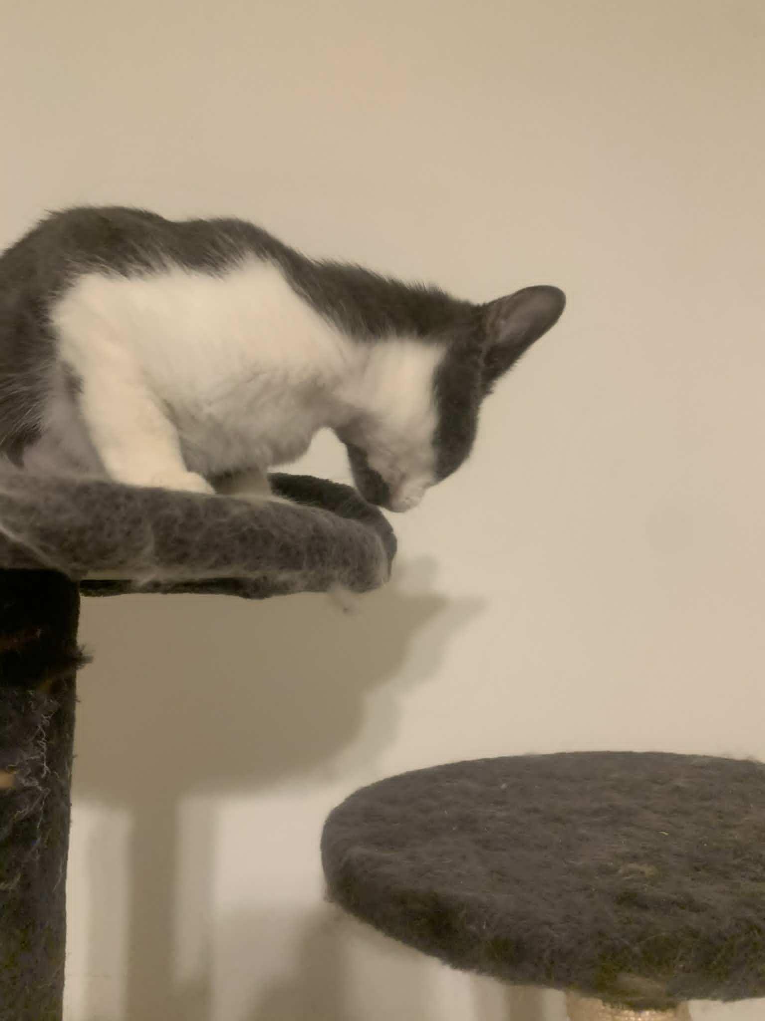 Forest Bloom, a Adopted Domestic Short Hair in Fredericksburg, VA image 3/6