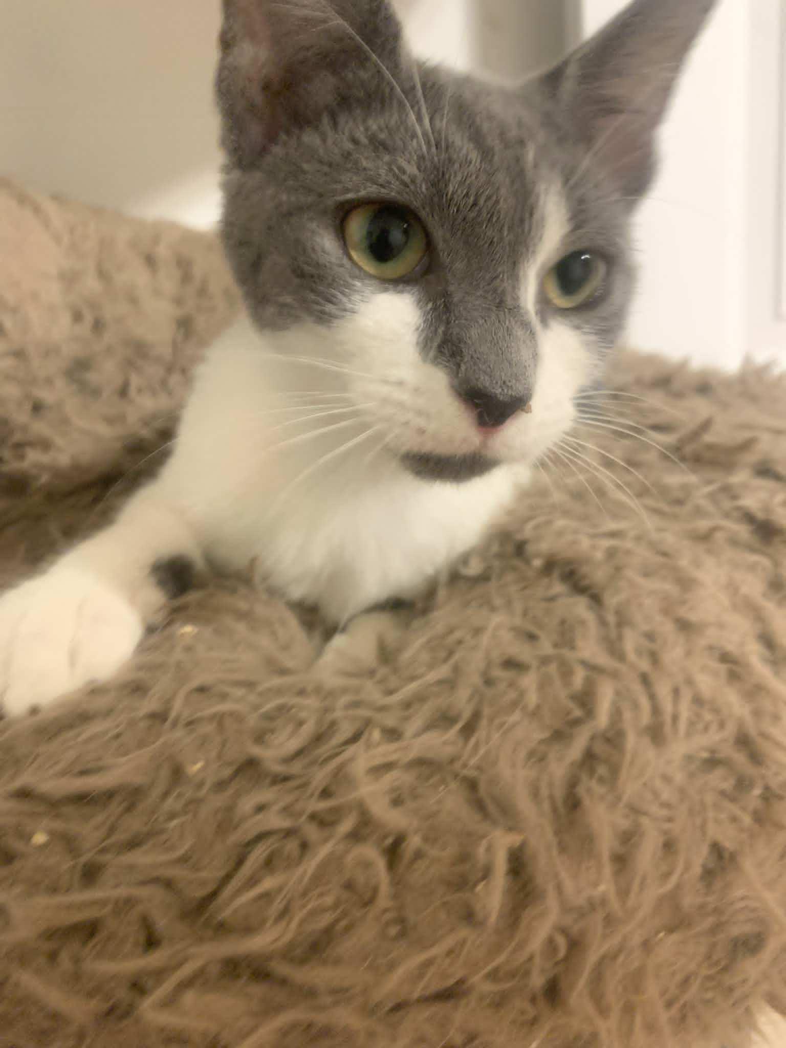 Forest Bloom, a Adopted Domestic Short Hair in Fredericksburg, VA image 4/6