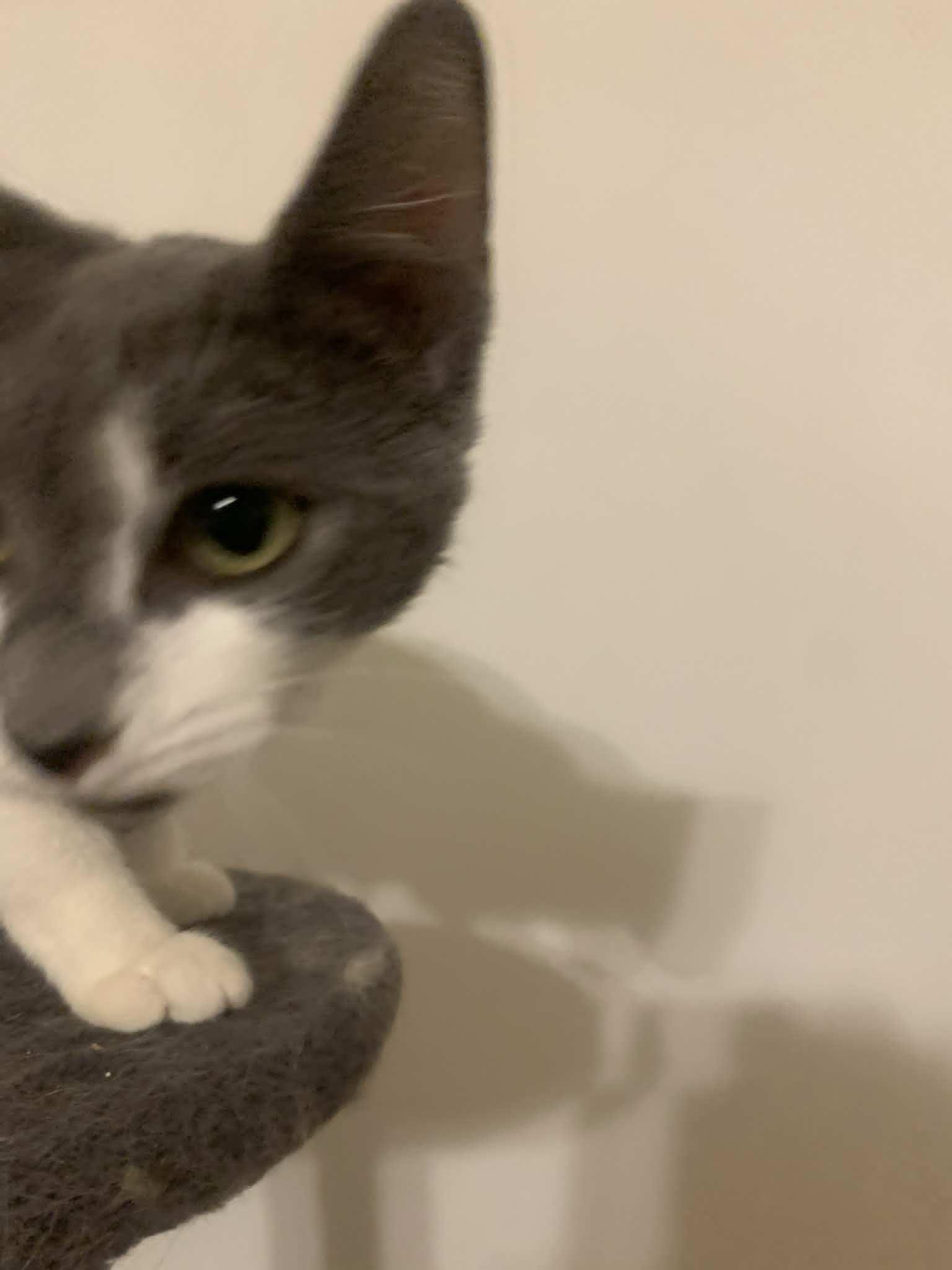 Forest Bloom, a Adopted Domestic Short Hair in Fredericksburg, VA image 6/6