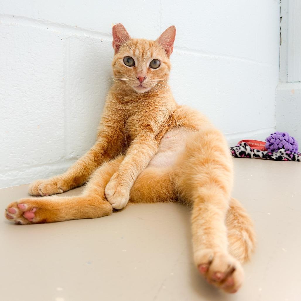 Enlarge Valencia, a Adoptable Domestic Short Hair in Kailua Kona, HI image 1/6