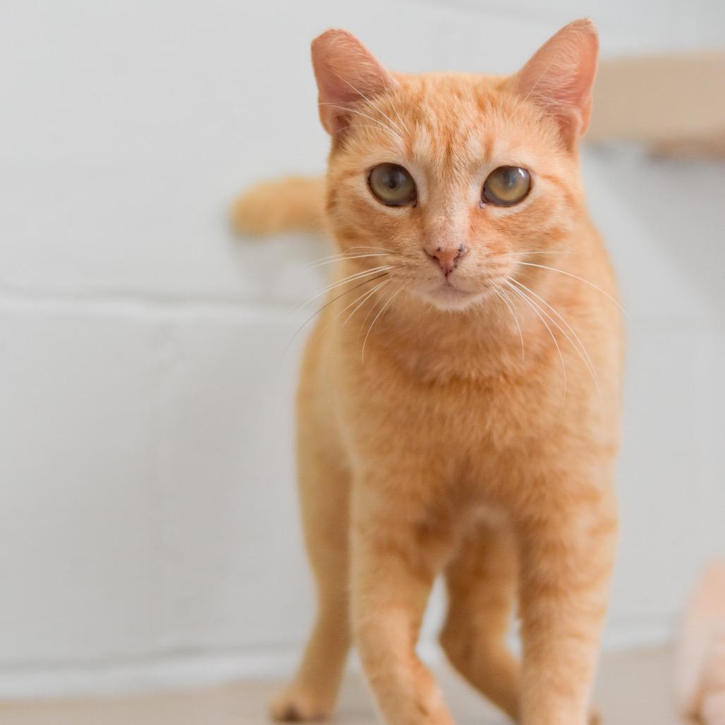 Enlarge Valencia, a Adoptable Domestic Short Hair in Kailua Kona, HI image 4/6