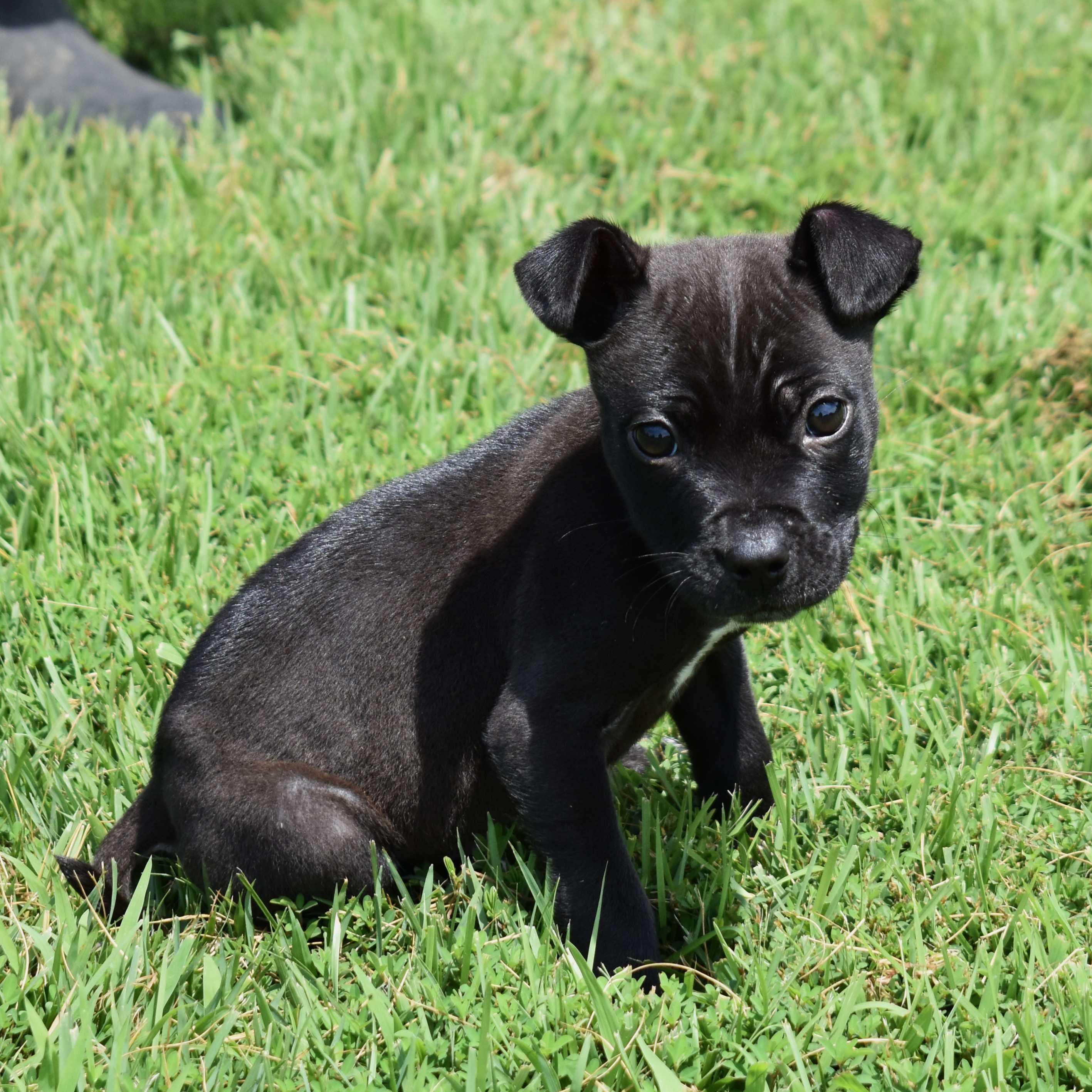 Skippy, Baby Male unknown