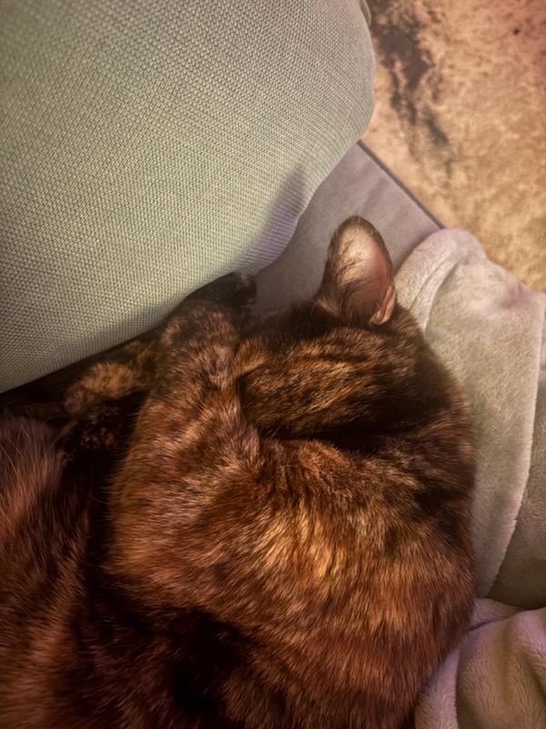 Cinderella, a Adoptable Domestic Short Hair in Evanston, IL image 6/6