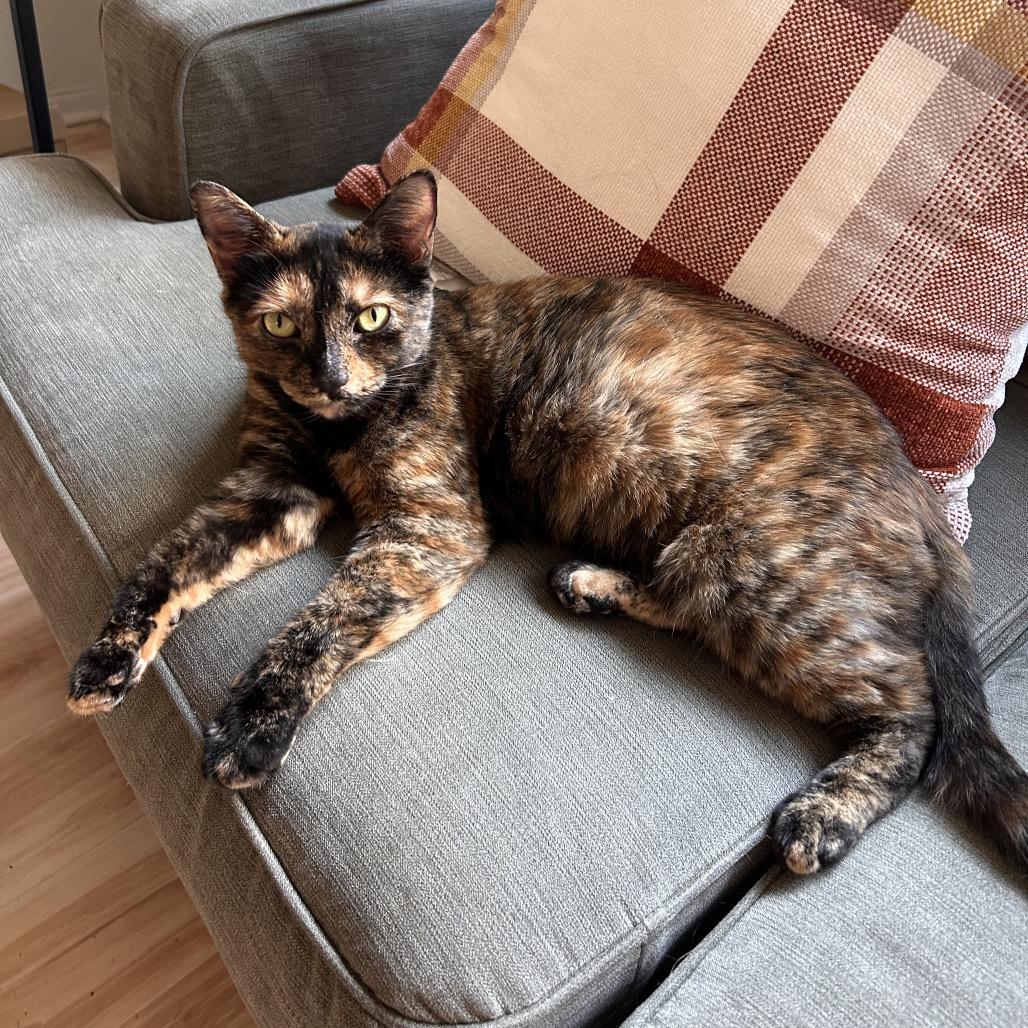 Cinderella, Adoptable, Adult Female Domestic Short Hair.